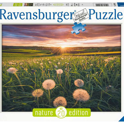 RAV 16990 Pusteblumen im Sonnenunt. 500p