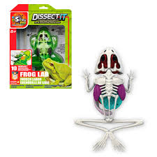 JUEGO DISECCION ESQUELETO CON SLIME FORMULA ORIGINAL - RANA
